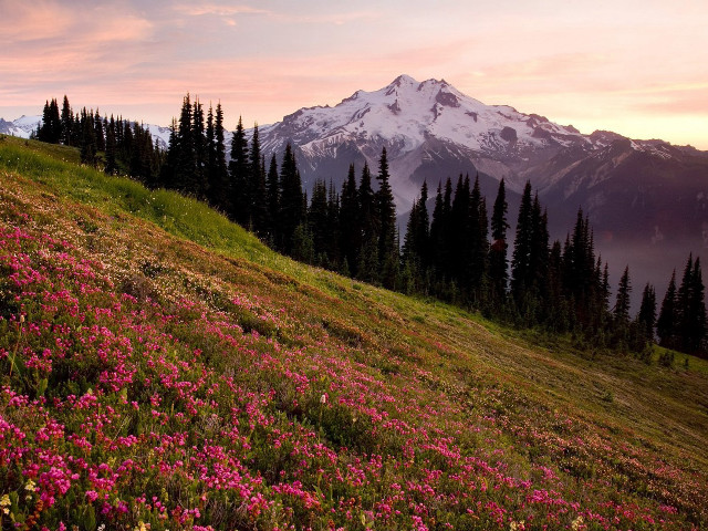 Mountain field flowers trees pink free wallpaper for desktop - medium preview image