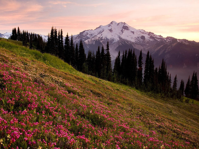 Mountain field flowers trees pink #4 free wallpaper for desktop - medium preview image