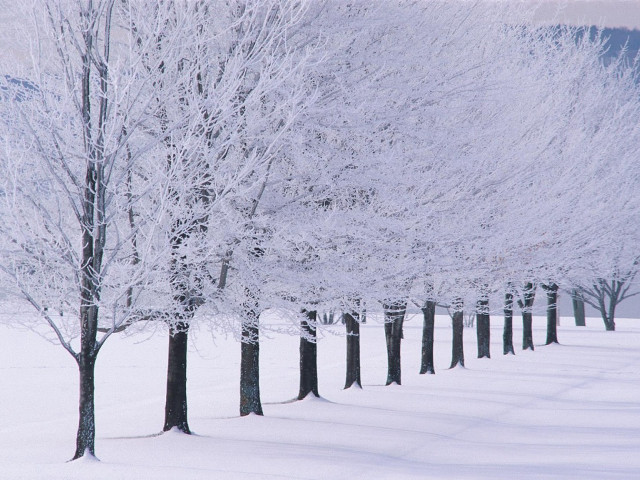 Snowy trees bare forest winter free wallpaper for desktop - medium preview image