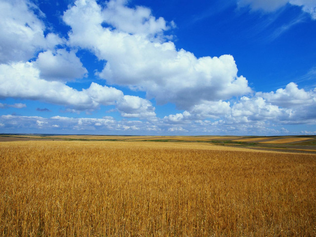 Wheat field blue sky clouds #5 free wallpaper for desktop - medium preview image