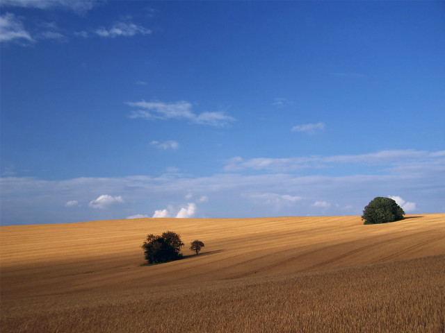 Field trees blue sky clouds #7 free wallpaper for desktop - medium preview image