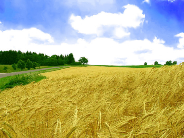 Wheat field road blue sky #2 free wallpaper for desktop - medium preview image