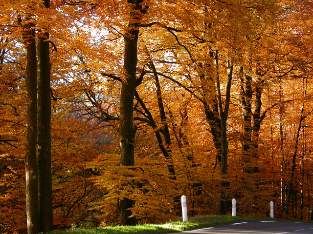 Autumn road trees orange leaves #6 free wallpaper for desktop - medium preview image