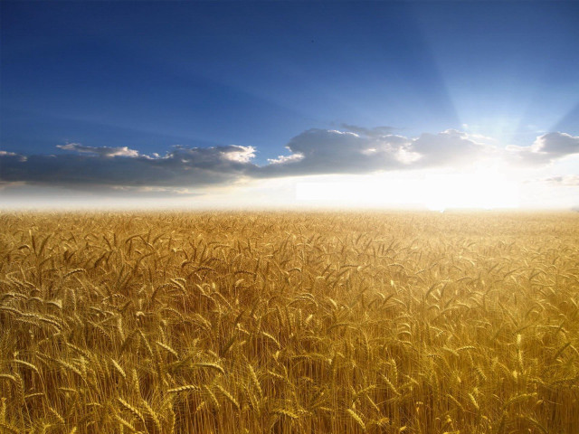 Wheat field blue sky clouds #18 free wallpaper for desktop - medium preview image