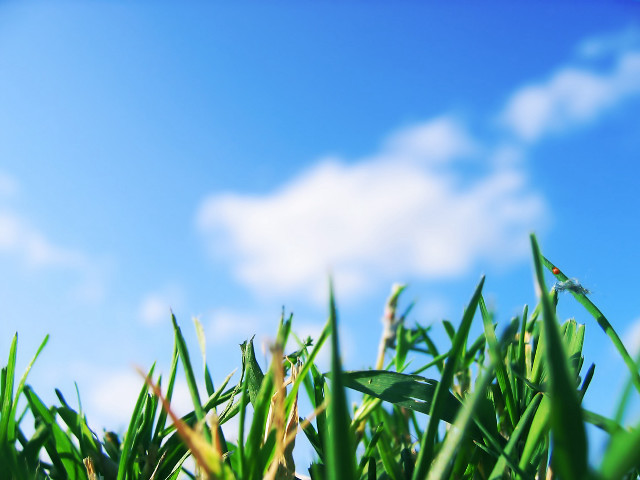 Grass blue sky clouds bokeh free wallpaper for desktop - medium preview image