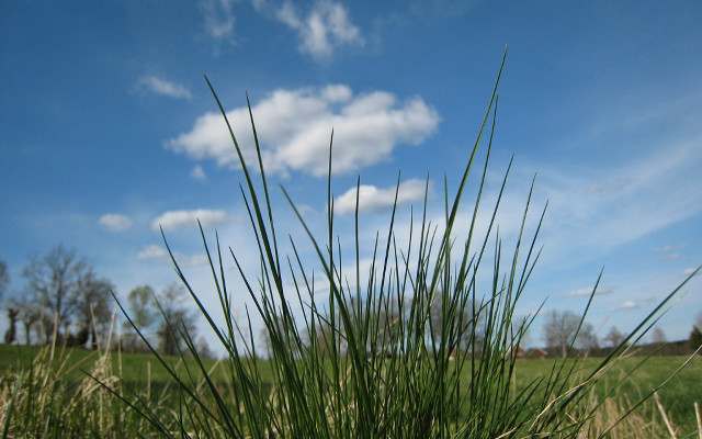 Grassy field blue sky clouds free wallpaper for desktop - medium preview image