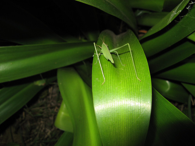 Green insect plant stem camera free wallpaper for desktop - medium preview image