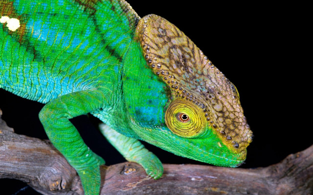 Green chameleon branch black background free wallpaper for desktop - medium preview image