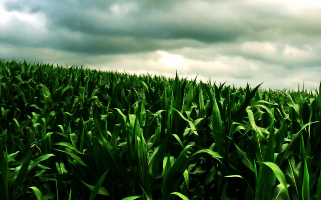 Green field cloudy sky stop free wallpaper for desktop - medium preview image