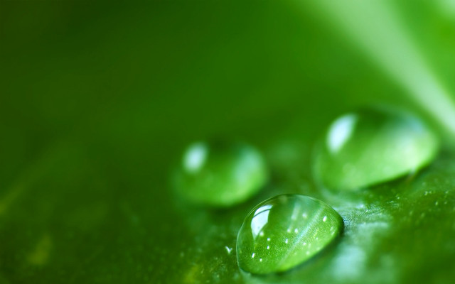 Green leaf water drops close #2 free wallpaper for desktop - medium preview image