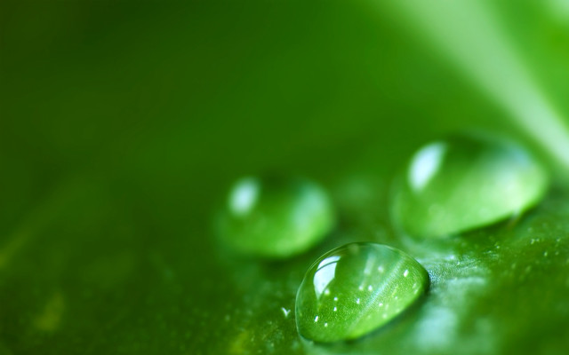 Green leaf water drops macro #11 free wallpaper for desktop - medium preview image