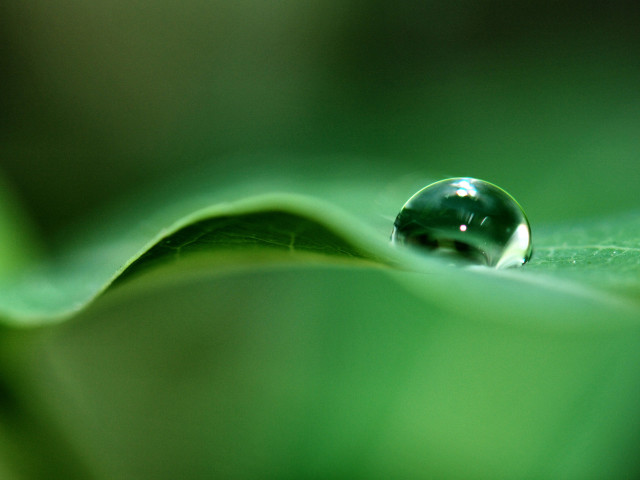 Water drop green leaf blurry #3 free wallpaper for desktop - medium preview image