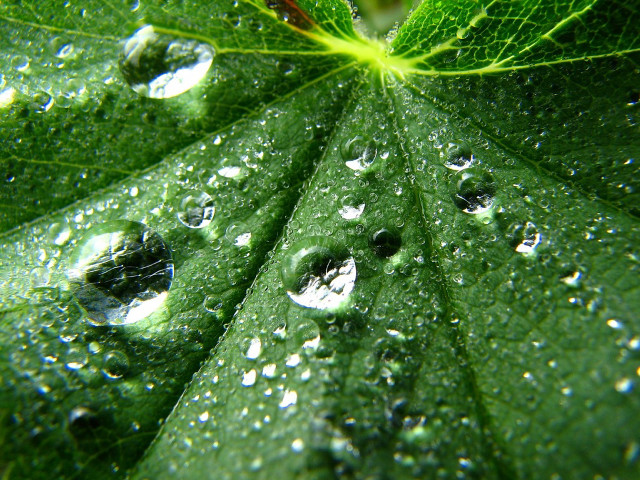 Close up green leaf water #4 free wallpaper for desktop - medium preview image