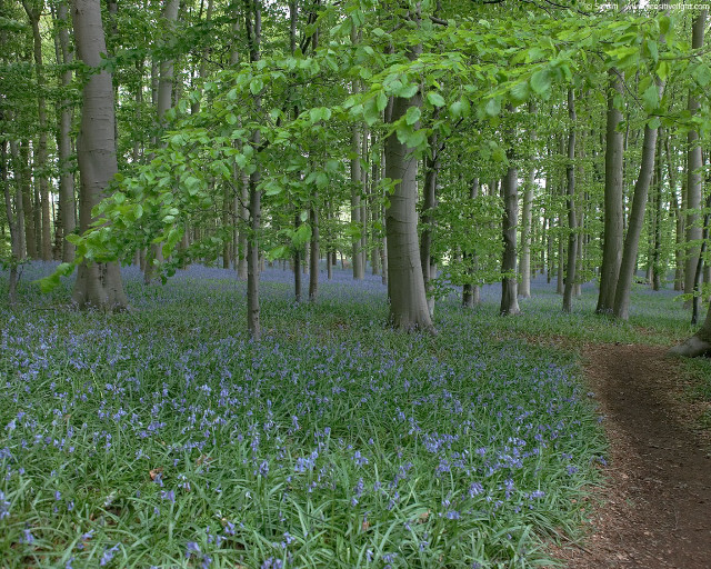 Forest path bluebells bloom trees free wallpaper for desktop - medium preview image