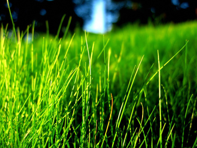 Grass forest blue sky macro #2 free wallpaper for desktop - medium preview image
