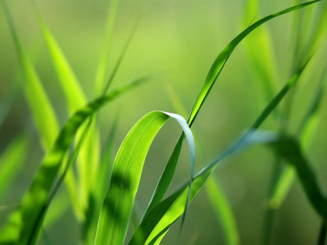 Green plant close up grass free wallpaper for desktop - medium preview image