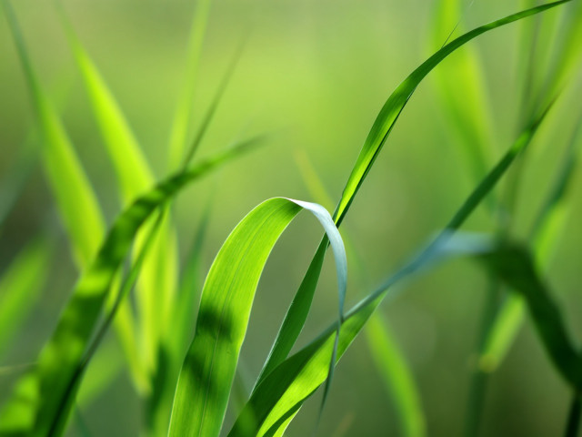 Green plant macro bokeh blurry free wallpaper for desktop - medium preview image