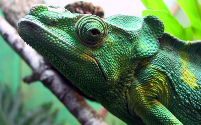 Green chameleon branch tree leaves free wallpaper for desktop - medium preview image