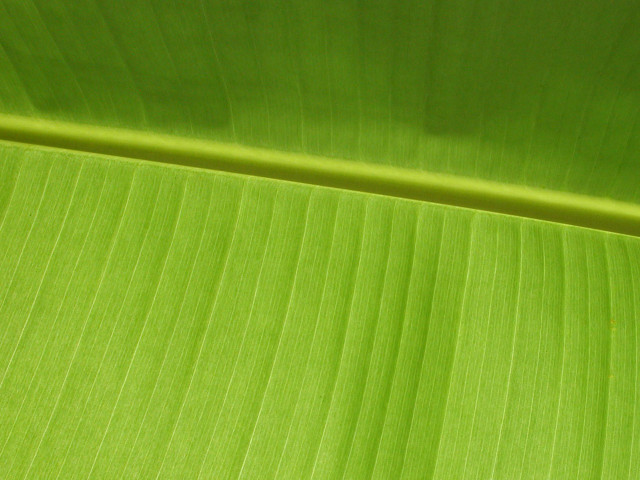 Green leaf white background red free wallpaper for desktop - medium preview image