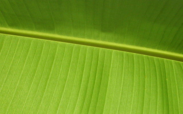 Green leaf banana macro grass free wallpaper for desktop - medium preview image