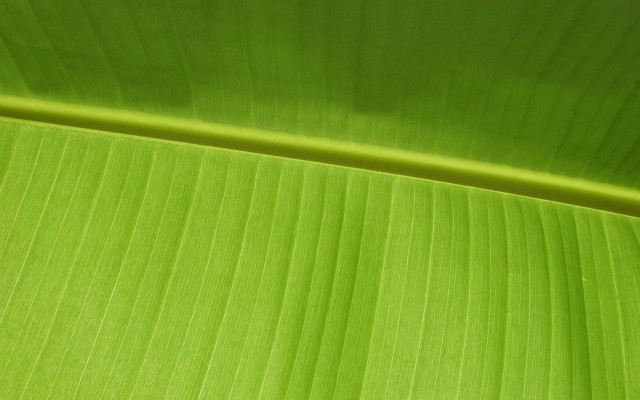 Green leaf macro banana tatami free wallpaper for desktop - medium preview image