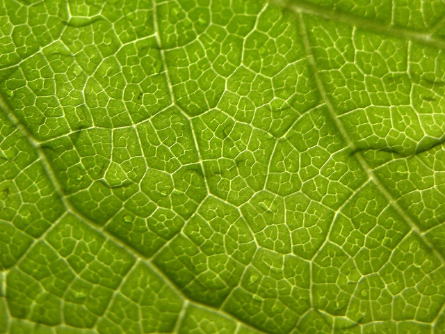 Close up green leaf lines free wallpaper for desktop - medium preview image