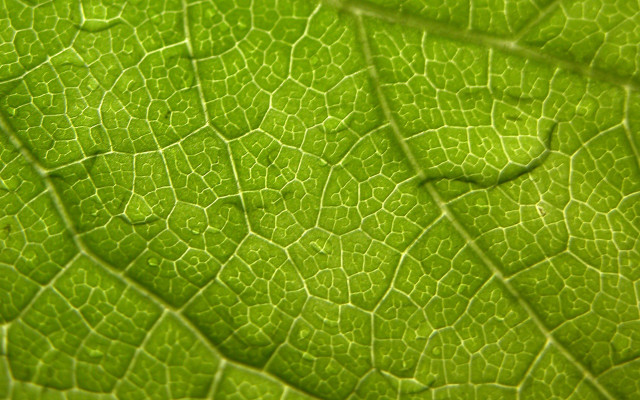 Close up green leaf water free wallpaper for desktop - medium preview image