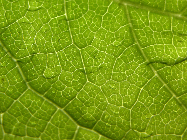 Green leaf closeup surface lines free wallpaper for desktop - medium preview image