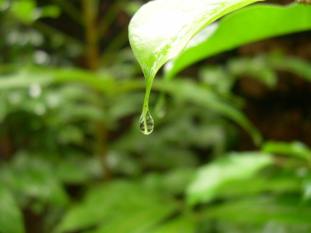Green leaf water drop macro #2 free wallpaper for desktop - medium preview image