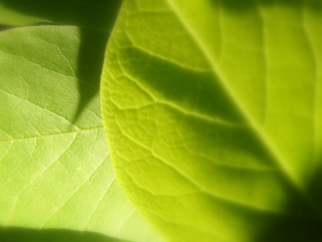 Green leaf macro photorealism blurry free wallpaper for desktop - medium preview image
