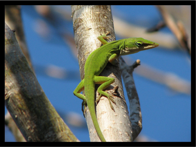 Green lizard sitting tree branch #2 free wallpaper for desktop - medium preview image