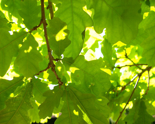 Close up tree leaves sunlight free wallpaper for desktop - medium preview image