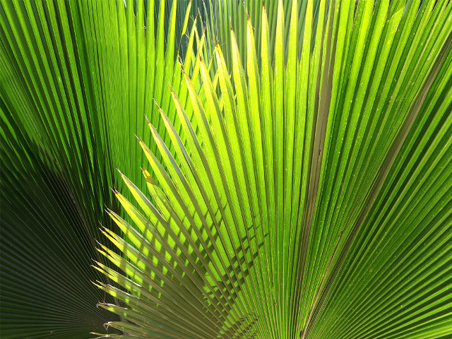 Palm tree green leaves blue free wallpaper for desktop - medium preview image