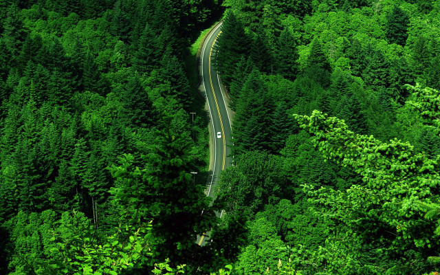 Winding road forest car dappled free wallpaper for desktop - medium preview image