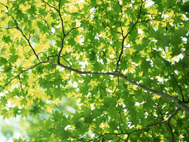 Tree green leaves white frisbee #2 free wallpaper for desktop - medium preview image