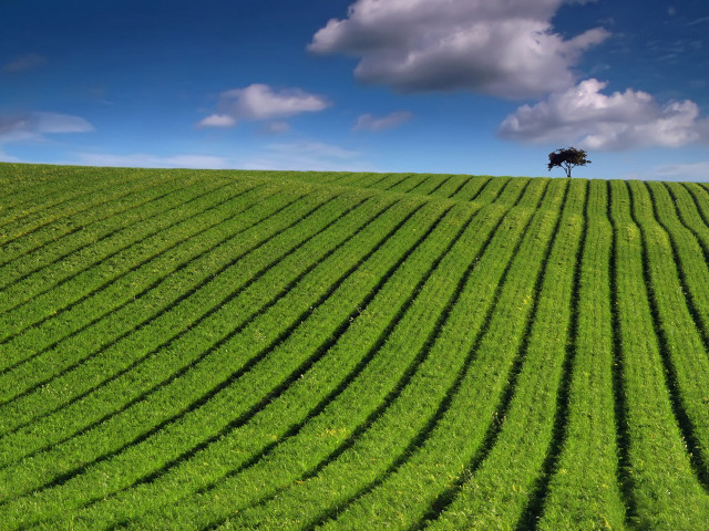 Tree field grass blue sky #5 free wallpaper for desktop - medium preview image