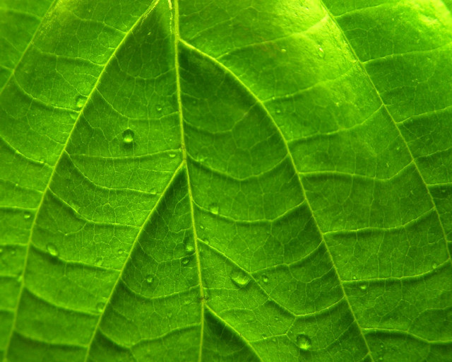 Green leaf water drops macro #12 free wallpaper for desktop - medium preview image