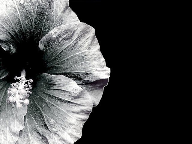 Black white flower black background #4 free wallpaper for desktop - medium preview image