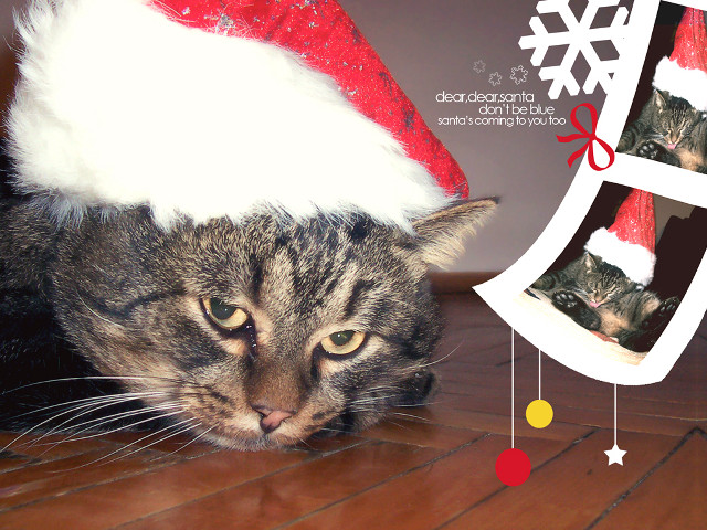 Cat santa hat wooden floor free wallpaper for desktop - medium preview image