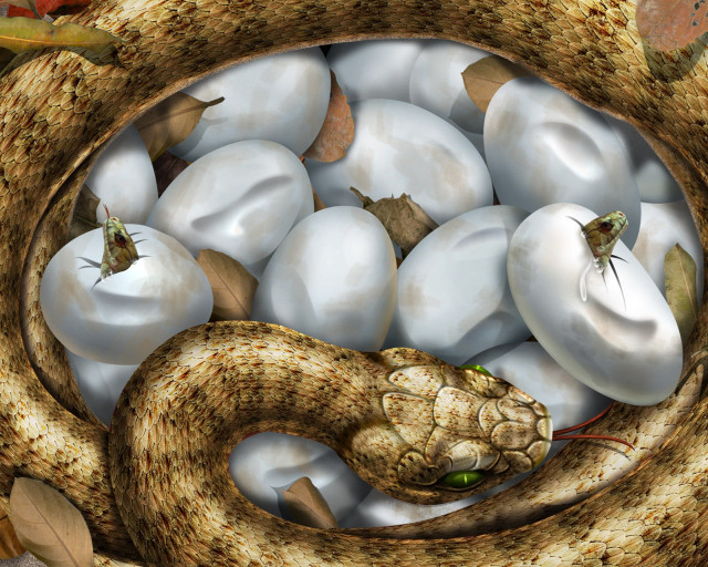 Snake basket eggs items mouth free wallpaper for desktop - medium preview image