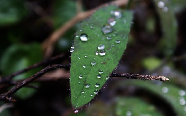 Green leaf water droplets leaves free wallpaper for desktop - medium preview image