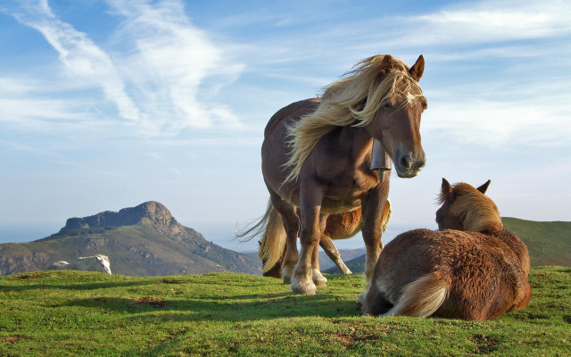 Horse foal grassy hillside mountain #2 free wallpaper for desktop - medium preview image