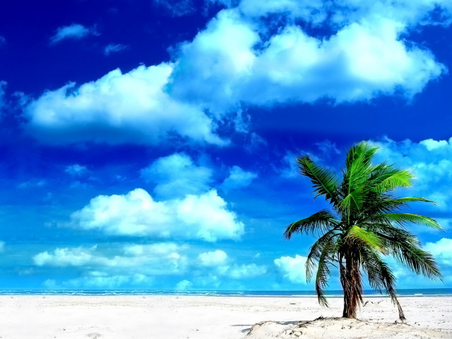Palm tree beach blue sky #3 free wallpaper for desktop - medium preview image