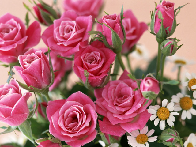 Vase pink roses white daisies free wallpaper for desktop - medium preview image