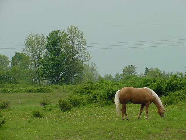 Horse grazing field trees telephone free wallpaper for desktop - medium preview image