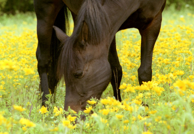 Horse grazing yellow flowers black free wallpaper for desktop - medium preview image