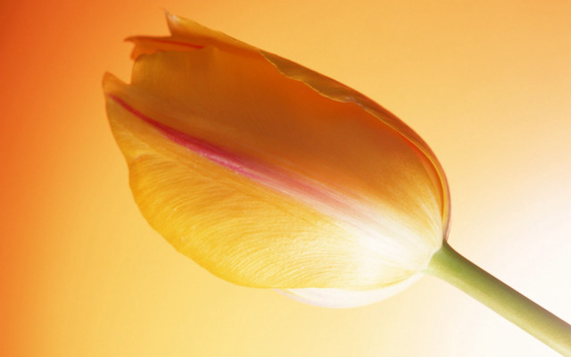 Yellow tulip pink center yellow free wallpaper for desktop - medium preview image