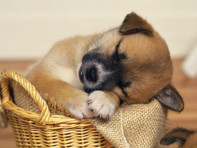 Small dog sleeping basket floor free wallpaper for desktop - medium preview image