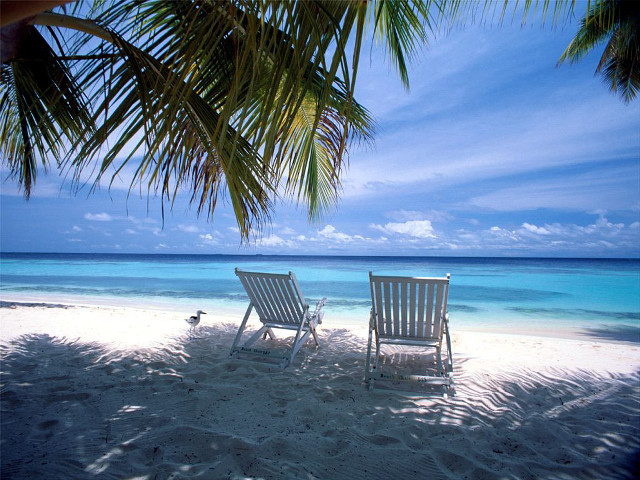 Two chairs beach palm tree free wallpaper for desktop - medium preview image