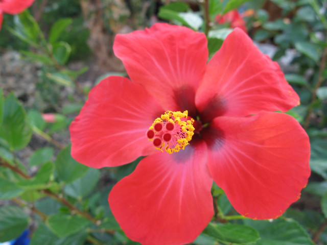 Red flower yellow center green #15 free wallpaper for desktop - medium preview image